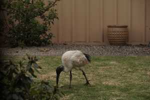 BLACK-HEADED-IBIS (10)